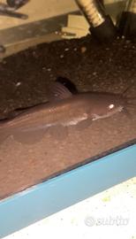 Pesce gatto
