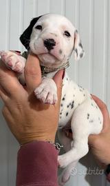 Dalmata cucciolo