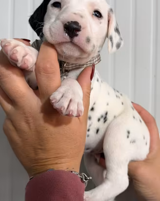 Dalmata cucciolo
