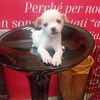 Chihuahua toy ultimo maschio