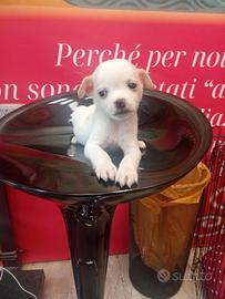 Chihuahua toy ultimo maschio