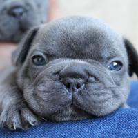 Disponibili cuccioli di bulldog francese