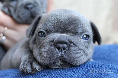 Disponibili cuccioli di bulldog francese