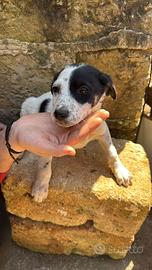 Cucciolata