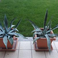 Agave piante grasse