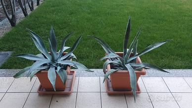 Agave piante grasse