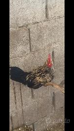 gallo ornamentale
