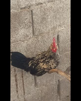 gallo ornamentale
