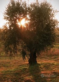 Uliveto Bio - Pisticci (MT) Basilicata