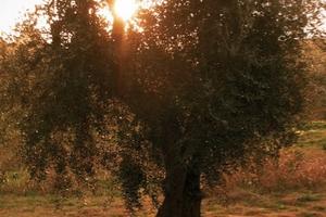 Uliveto Bio - Pisticci (MT) Basilicata