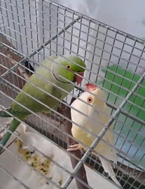 Coppia di parrocchetto dal collare