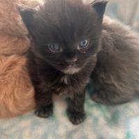 Cuccioli Maine Coon