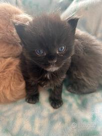Cuccioli Maine Coon