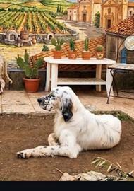 setter inglese 
