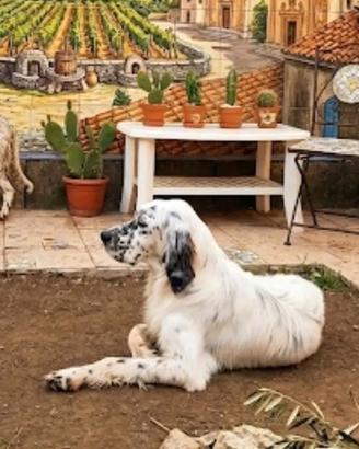 setter inglese 