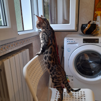 Gatto singalese molto bravo