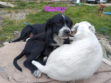 MANU, MAMY, MARCO mix setter