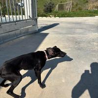 Bracchetta di 1anno e mezzo