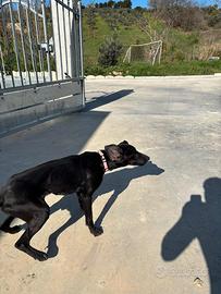 Bracchetta di 1anno e mezzo