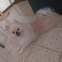 Spitz tedesco nano x accoppiamento