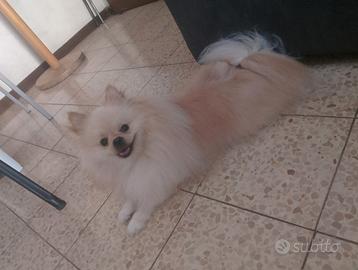 Spitz tedesco nano x accoppiamento