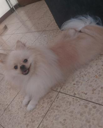 Spitz tedesco nano x accoppiamento