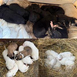 Cuccioli di cane