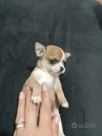 Cuccioli di chihuahua