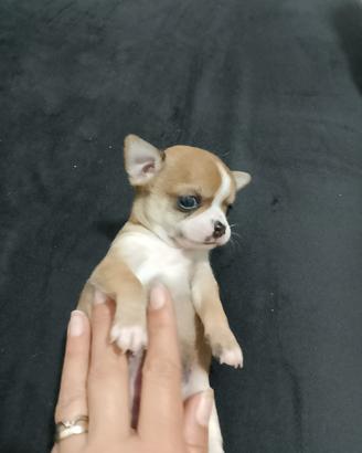 Cuccioli di chihuahua