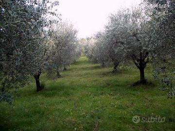 Viterbo Terreno/Uliveto 2 ettari