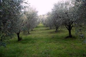 Viterbo Terreno/Uliveto 2 ettari