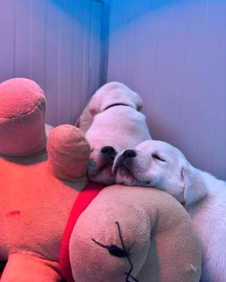 Cuccioli Labrador Retriever gialli ENCI con pedigr