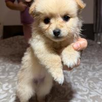 Cucciolo di Volpino