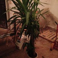 piante da interno 