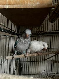 Coppia parrocchetto blu e albino