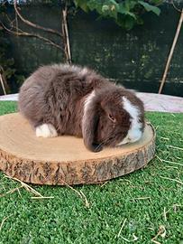 Mini Lop conigli
