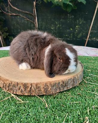 Mini Lop conigli