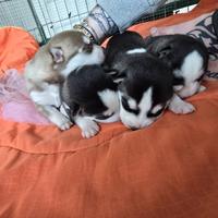Cucciolo Husky