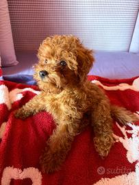 Barboncino mini Toy red 3 mesi