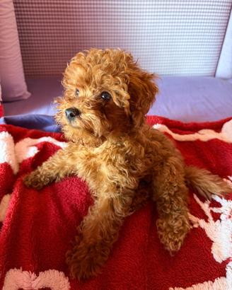 Barboncino mini Toy red 3 mesi