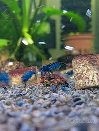 Lotto 10x Neocaridine Davidi "Blue Dream"