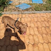 Cane pitbul