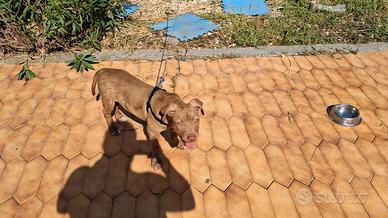 Cane pitbul