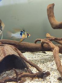 Pesci tropicali acquario