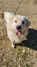 Cuccioloni in adozione