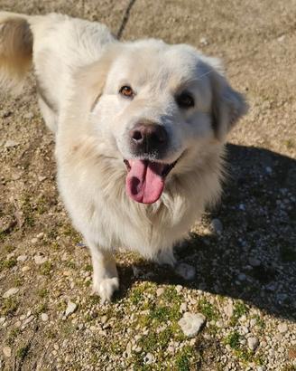 Cuccioloni in adozione