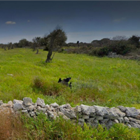 Terreno Agricolo (Uliveto) LECCE
