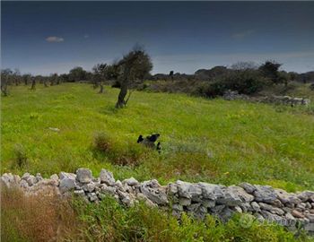Terreno Agricolo (Uliveto) LECCE