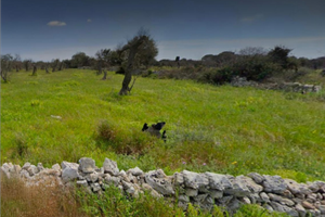 Terreno Agricolo (Uliveto) LECCE