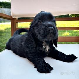 Cucciolo cocker spaniel inglese